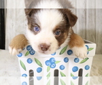 Small Photo #15 Miniature Australian Shepherd Puppy For Sale in STAFFORD, VA, USA