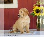 Small Photo #4 Golden Retriever Puppy For Sale in MANHEIM, PA, USA