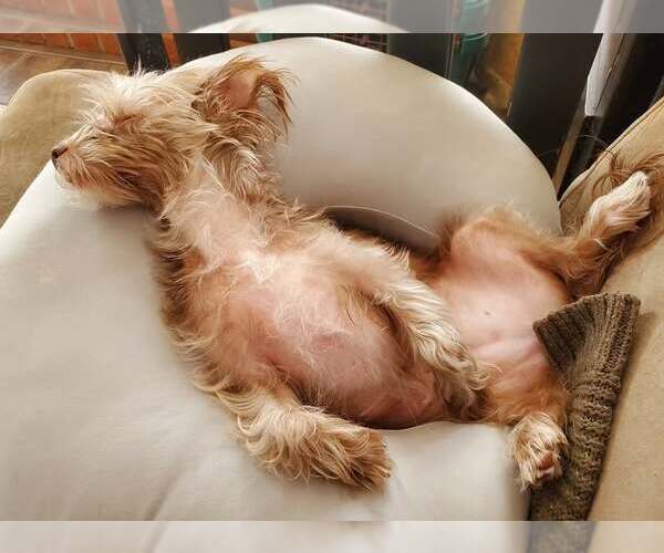 Medium Photo #2 Mutt Puppy For Sale in Temecula, CA, USA