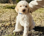 Puppy Dottie Poodle (Standard)