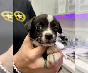 Australian Shepherd-Unknown Mix Dogs for adoption in Rosenberg, TX, USA