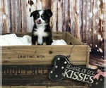 Small Photo #6 Miniature Australian Shepherd Puppy For Sale in COLLEGE STA, TX, USA