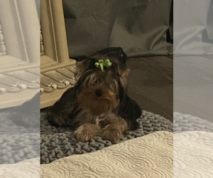 Yorkshire Terrier Puppy for sale in TITUSVILLE, FL, USA