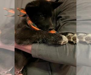 Wolf Hybrid Puppy for sale in LIVERMORE, CO, USA