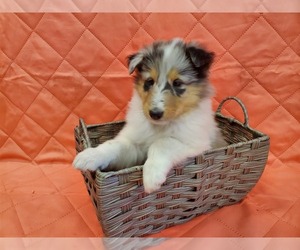 Collie Puppy for sale in LAKEVIEW HEIGHTS, MO, USA