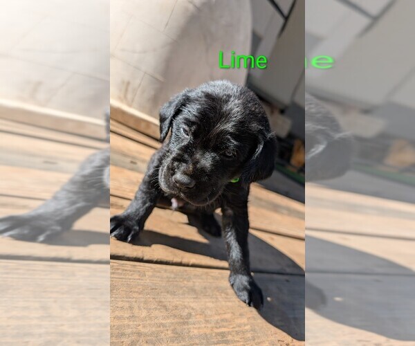 Medium Photo #16 Labrador Retriever Puppy For Sale in PIONEER, CA, USA