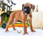Small Photo #43 Boxer Puppy For Sale in WAKARUSA, IN, USA