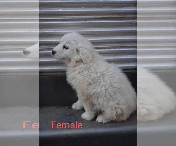 Medium Photo #2 Great Pyrenees Puppy For Sale in PERALTA, NM, USA