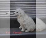 Small Photo #2 Great Pyrenees Puppy For Sale in PERALTA, NM, USA