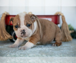 Small Photo #7 Victorian Bulldog Puppy For Sale in MILLERSBURG, IN, USA