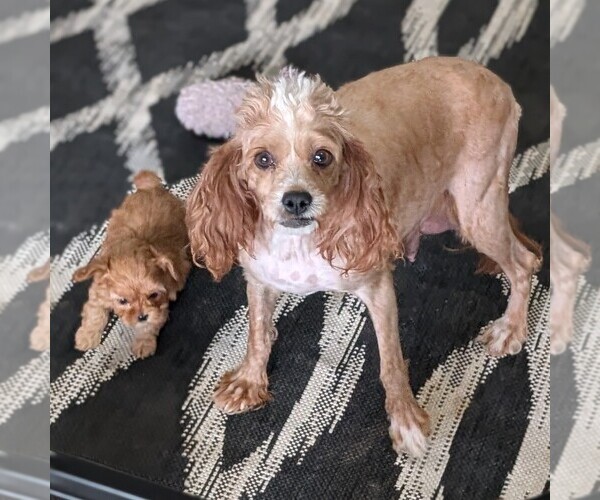 Medium Photo #1 Cavapoo (Miniature) Puppy For Sale in GOSHEN, IN, USA