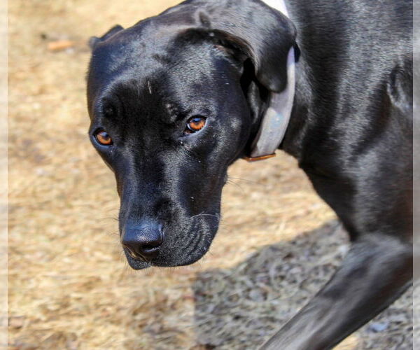 Medium Photo #4 Mutt Puppy For Sale in Cottage Grove, MN, USA