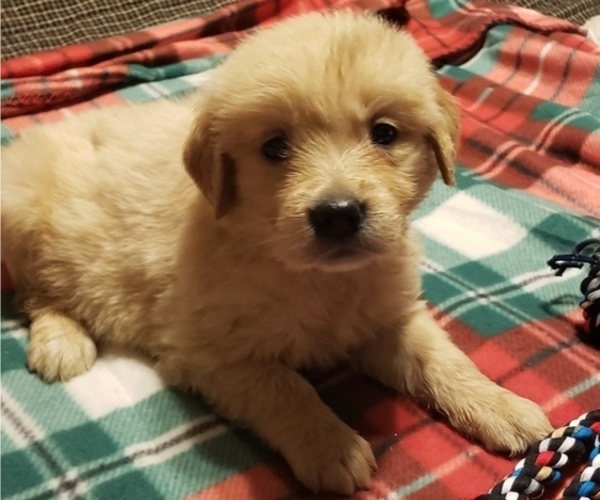 Medium Photo #2 Golden Retriever Puppy For Sale in TWIN FALLS, ID, USA