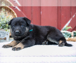 Small Photo #31 German Shepherd Dog Puppy For Sale in PARKESBURG, PA, USA
