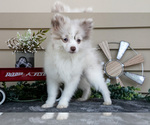 Puppy Isabella Pomeranian