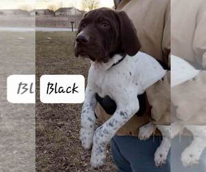German Shorthaired Pointer Puppy for sale in RICHMOND, MO, USA