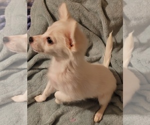 Pom-A-Poo Puppy for sale in BALCH SPRINGS, TX, USA