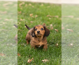 Dachshund Puppy for sale in BREMEN, IN, USA