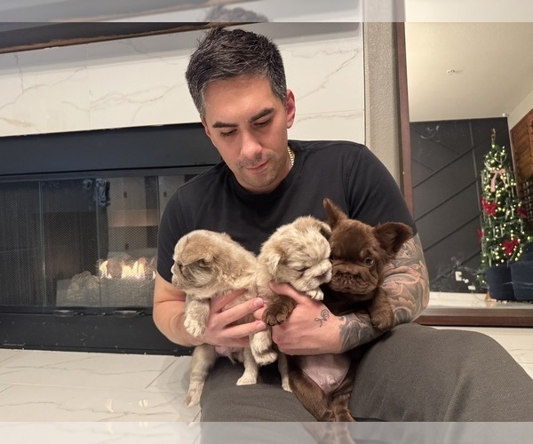 Medium Photo #11 French Bulldog Puppy For Sale in SAN DIEGO, CA, USA