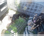 Small Photo #3 German Shepherd Dog Puppy For Sale in MONUMENT, CO, USA