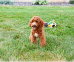 Small #5 Cavapoo (Miniature)