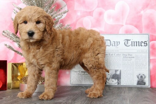 Medium Photo #2 Goldendoodle Puppy For Sale in BEL AIR, MD, USA