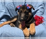 Small Photo #4 German Shepherd Dog Puppy For Sale in EAST EARL, PA, USA