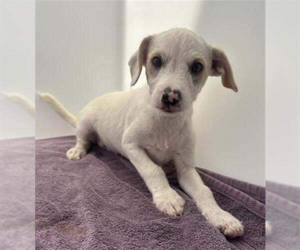 Medium Photo #1 Mutt Puppy For Sale in Redlands, CA, USA