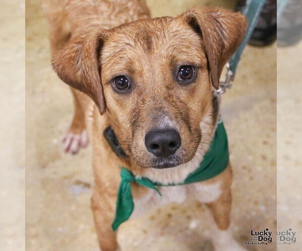 Medium Photo #2 Labrador Retriever-Unknown Mix Puppy For Sale in Washington, DC, USA
