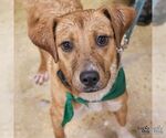 Small Photo #2 Labrador Retriever-Unknown Mix Puppy For Sale in Washington, DC, USA