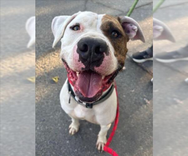 Medium Photo #4 Mutt Puppy For Sale in Woodland, CA, USA