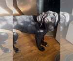 Luna - Female Labrador Retriever-Unknown Mix Dog for Adoption - Small photo
