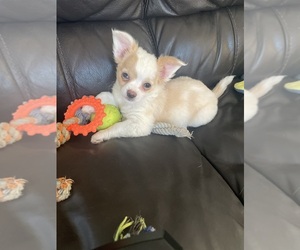 Chihuahua Puppy for Sale in VACAVILLE, California USA