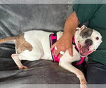 Small #4 American Pit Bull Terrier Mix