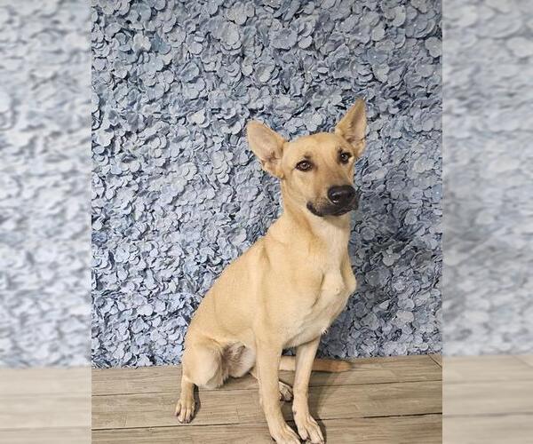 Medium Photo #1 Shepradors Puppy For Sale in Bakersfield, CA, USA