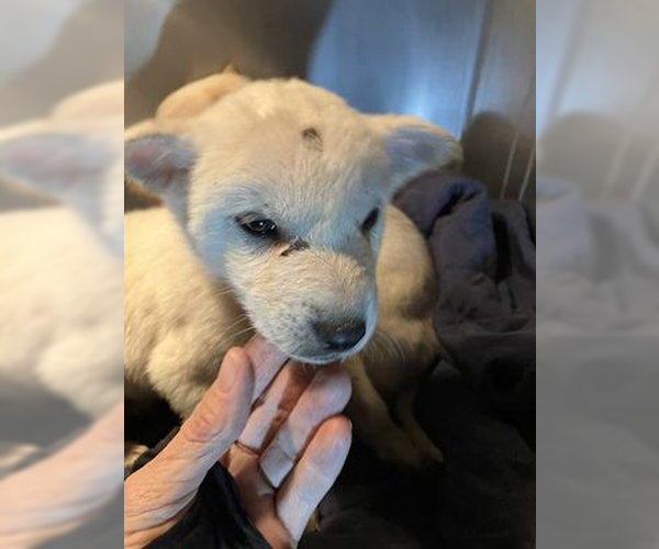 Medium Photo #1 Mutt Puppy For Sale in Woodbury, NY, USA