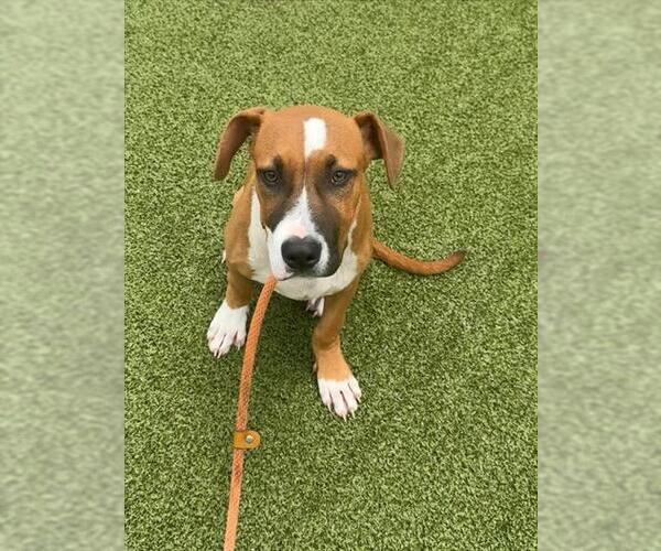 Medium Photo #2 American Pit Bull Terrier-Unknown Mix Puppy For Sale in Fayetteville, NC, USA