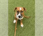 Small #1 American Pit Bull Terrier Mix