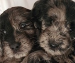 Small #1 Doodle-Goldendoodle Mix