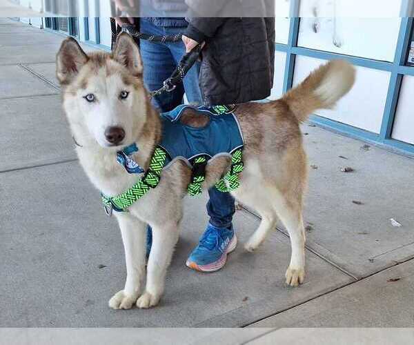 Medium Photo #2 Siberian Husky-Unknown Mix Puppy For Sale in Bethesda, MD, USA