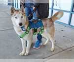 Small #1 Siberian Husky Mix