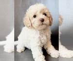 Puppy Puppy 7 Cavapoo (Miniature)