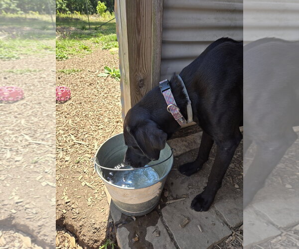 Medium Photo #6 Mutt Puppy For Sale in Rustburg, VA, USA