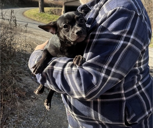 Medium Photo #64 French Bullhuahua Puppy For Sale in SPRAGGS, PA, USA
