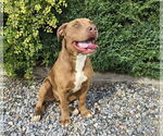 Small #1 American Staffordshire Terrier-Labrador Retriever Mix