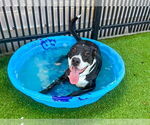 Small #3 American Pit Bull Terrier