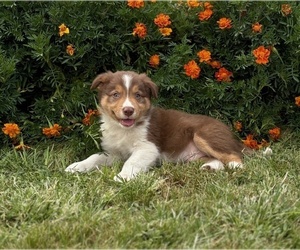 Medium Border Collie