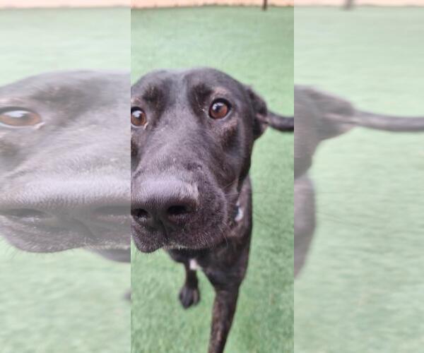 Medium Photo #2 Holland Shepherd-Labrador Retriever Mix Puppy For Sale in Rockwall, TX, USA