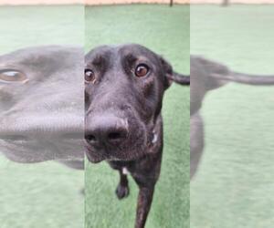 Lotte - Female Holland Shepherd-Labrador Retriever Mix Dog for Adoption - Photo #2