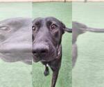 Small Photo #2 Holland Shepherd-Labrador Retriever Mix Puppy For Sale in Rockwall, TX, USA